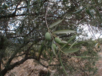 Olives on trees.